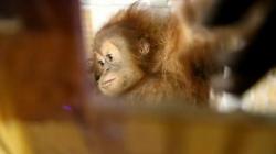 Selundupkan 2 Ekor Orang Utan, Warga Medan Dituntut 2,5 Tahun dan Denda Rp100 Juta<