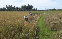 Petani di Banyuasin Gagal Panen karena Serangan Hama Wereng 