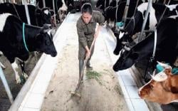 21.000 Ekor Sapi Perah Bisa Tertular PMK, Anggota KPSBU Lembang KBB Resah<