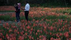 Indahnya Kebun Bunga Amarilis Berkembang di Gunungkidul