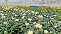 34.000 Potong Bunga Krisan asal Karo Diekspor ke Jepang