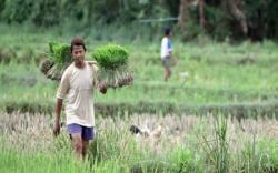 Nilai Tukar Petani Sumsel Naik, Ini Faktor Pemicunya<