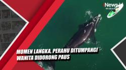  Video Momen Langka, Perahu Ditumpangi Wanita Didorong Paus 