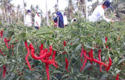 Harga Cabai Terpuruk, DPRD Kulonprogo Desak Eksekutif Turun Tangan Bantu Petani 