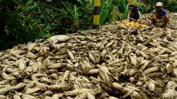 Ratusan Hektare Tanaman Jagung Rusak Terendam Banjir di Desa Sondoang Kalukku