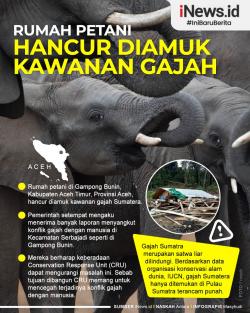 Infografis Rumah Petani Hancur Diamuk Kawanan Gajah