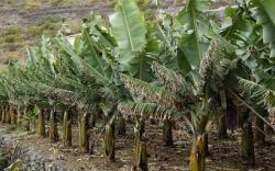 Batang Pisang di Amerika Dijual Rp85.000, Khofifah: Orang Indonesia Nangis Lihat Harganya