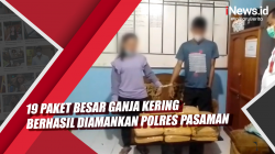 Video 19 Paket Besar Ganja Kering Berhasil Diamankan Polres Pasaman