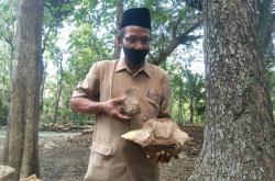 Warga Kulonprogo Temukan Batu Kuno yang Diduga Fosil Binatang Purba