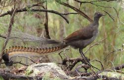Mirip Banget! Burung Ini Bisa Tiru Suara Tangisan Bayi