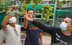 Kisah Sukses Warga Banjarmasin Budi Daya Anggur saat Pandemi Covid-19