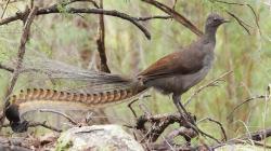 Unik, Burung di Kebun Binatang Ini Bisa Tiru Suara Tangisan Bayi