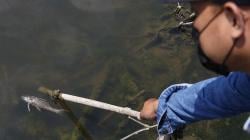 Sungai Bengawan Solo Tercemar Limbah Alkohol