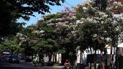 Cantiknya Bunga Tabebuya Bermekaran di Jalanan Kota Surabaya