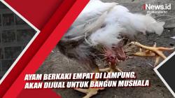 Ayam Berkaki Empat di Lampung, akan Dijual untuk Bangun Mushala