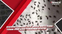 Diserang Kawanan Lalat, Warga Minta Usaha Ternak Ayam Dekat Pemukiman Ditutup<
