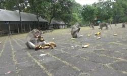 Monyet di Sangeh Disebut Serang Warga karena Kelaparan, Pengelola Bilang Tak Ada