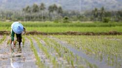 Nilai Tukar Petani Gorontalo Bulan Agustus Turun 0,19 Persen