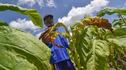 Tanaman Tembakau Rusak akibat Diguyur Hujan Sepanjang Bulan September