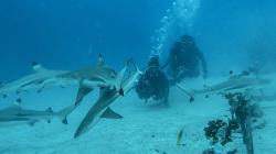 Sensasi Menyelam bersama Kumpulan Hiu di Perairan Pulau Mitita Morotai