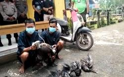 Butuh Modal Main Perempuan, 2 Pemuda Prabumulih Curi Bebek Warga<