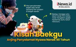 Infografis Kisah Baekgu Anjing Penyelamat Nyawa Nenek 90 Tahun