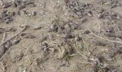 Fakta-Fakta Ribuan Burung Mati di Tanah Kuburan, Nomor 3 Jatuh dari Pohon Asem