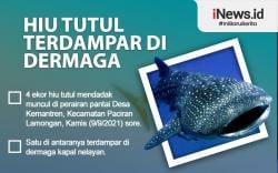 Infografis Hiu Tutul Terdampar di Dermaga
