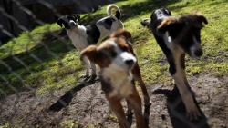 Kasihan, 150 Anjing Dikubur Hidup-Hidup