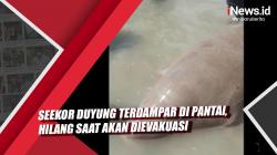 Video Seekor Duyung Terdampar di Pantai Pangkal Pinang , Hilang saat akan Dievakuasi