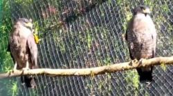Elang Bido Surmi dan Miu Kini Terbang Bebas di Alam Liar Gunung Papandayan Garut