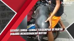 Video Viral Seekor Lumba–Lumba yang Terdampar di Pantai Diambil Warga Menggunakan Motor