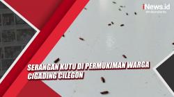Video Serangan Kutu di Permukiman Warga Cigading Cilegon
