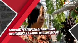 Video Seorang Perempuan di Pasuruan Budidayakan Anggur Khusus Impor