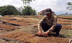 Perda Pertembakauan di Temanggung Diharapkan Ikut Dorong Kesejahteraan Petani