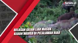 Video Viral Belasan Gajah Liar Masuk Kebun Warga di Pelalawan Riau