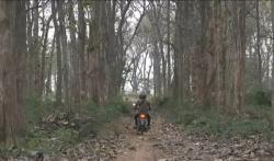 Musibah Kecelakaan dan Kisah Mistis Alas Jati Peteng Tuban <