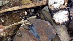 Laut Teluk Lampung Tercemar Cairan Hitam Pekat, Diduga Tumpahan Minyak Aspal Curah