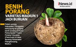 Infografis Benih Porang Varietas Madiun 1 Jadi Buruan 