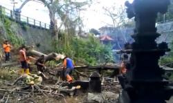 Pura di Gianyar Ambruk Ditimpa Pohon Tumbang akibat Hujan Deras dan Angin Kencang
