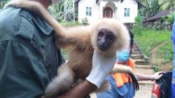 Bocah di Kotim Terluka Parah Diserang Owa-Owa yang Lepas dari Kandang