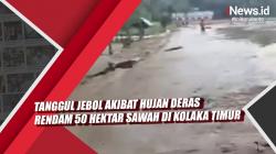 Video Tanggul Jebol akibat Hujan Deras Rendam 50 Hektar Sawah di Kolaka Timur