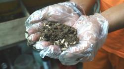Budi Daya Maggot Hasilkan Pupuk dan Pakan Ternak, Dijual Rp33.000 per Kilogram