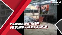 Video Puluhan Monyet Liar Masuk Permukiman Warga di Banjar Diduga Kelaparan