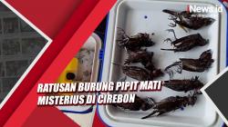 Video Ratusan Burung Pipit Mati Misterius di Cirebon