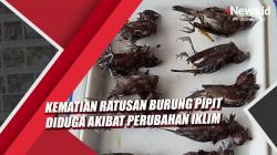 Video Kematian Ratusan Burung Pipit di Cirebon Diduga akibat Perubahan Iklim