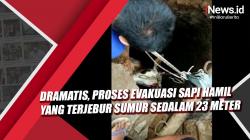 Video Evakuasi Dramatis Sapi Hamil Terjebur Sumur Sedalam 23 Meter di Jember