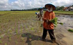 Produksi Pertanian Sumsel Tetap Meningkat di Tengah Pandemi <