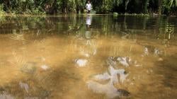 Banjir akibat Luapan Sungai di Aceh Utara, 5 Desa dan 30 Hektare Sawah Terendam