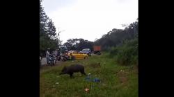 Dikira Babi Jadi-jadian, Warga Padang Rebutan Tangkap Babi Hutan Pakai Jala